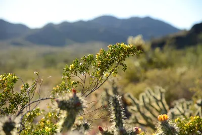 DSC_1842 (Large).JPG